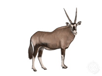 Gemsbok