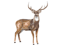 Axis Deer