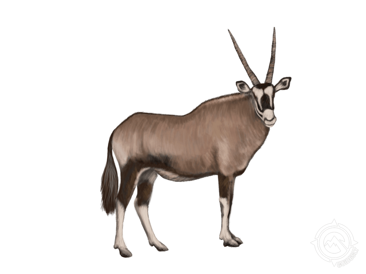 Gemsbok